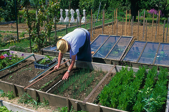 Gartenarbeit im Frühbeet