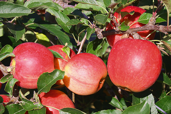 Klimafeste Obstsorten