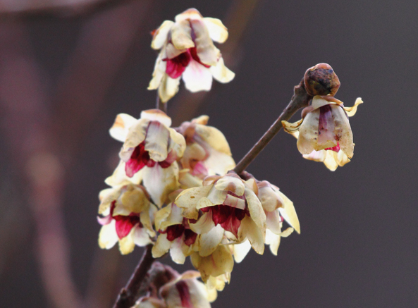 Winterblüte