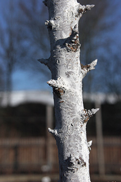 Obststämme kalken