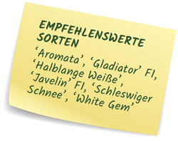 Pastinaken - Empfehlenswerte Sorten
