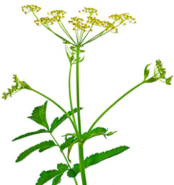 Pastinake blüht