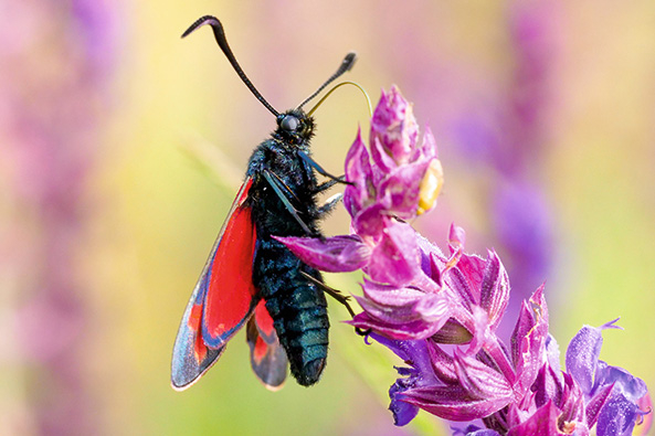 Insektensterben