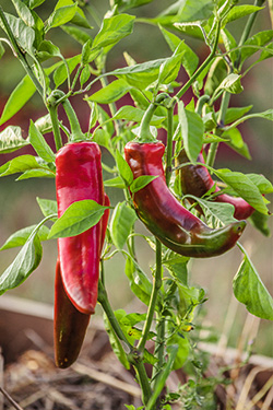 Paprika, Chili und Peperoni
