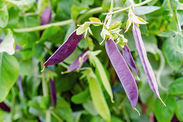 Erbsen mit violetten ­Schoten