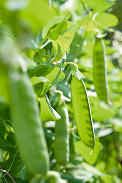 Erbsen