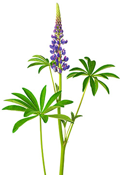 Vielblättrige Lupine