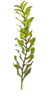 Invasive Wasserpflanzen