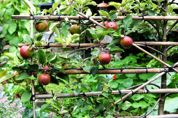 Äpfel, am Spalier gezogen