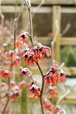 Gartenwissen: Winterhärtezonen