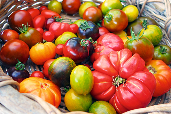 Tomaten selbst ziehen