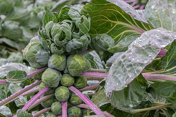 Rosenkohl