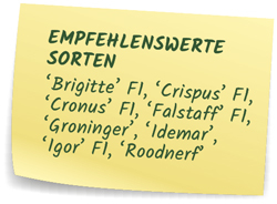 Rosenkohl-Sorten