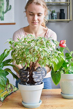 Pflanzen Umtopfen
