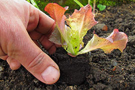 Salate aus dem Garten