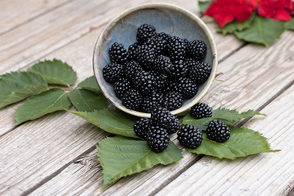 Brombeere Armando