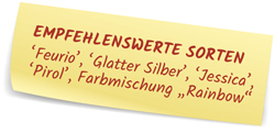 Mangold-Sorten