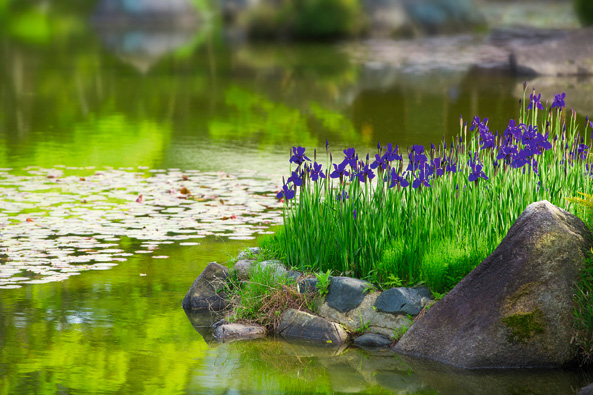 Frühjahrsputz Gartenteich