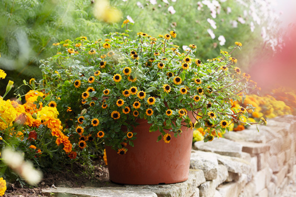 Hitzefeste Sommerblumen
