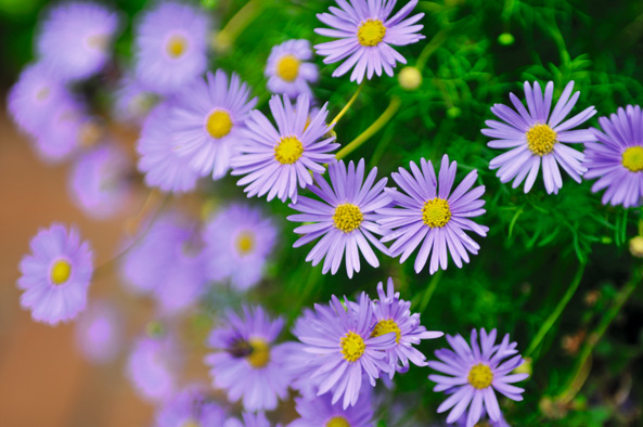 Blaue Gänseblümchen