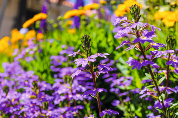Blauviolette Fächerblume
