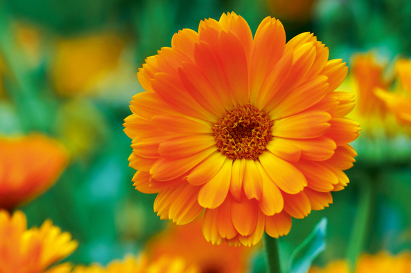 Gartentipp: Ringelblume
