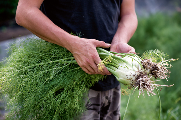 Fenchel