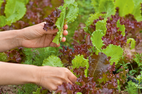 Blatt für Blatt ernte bei Pflück- und Schnittsalate