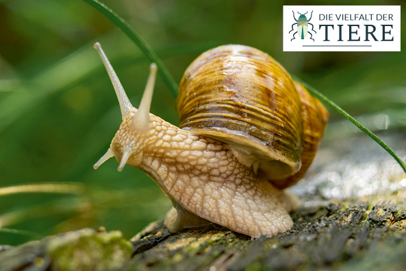 Weinberg­schnecke