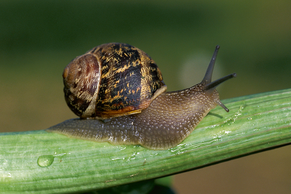 Gefleckte ­Weinbergschnecke