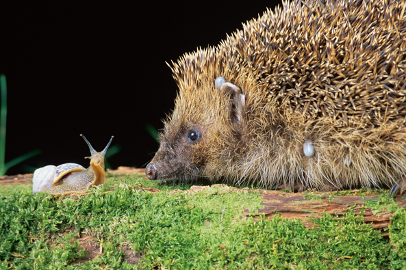 Igel fressen Schnecken