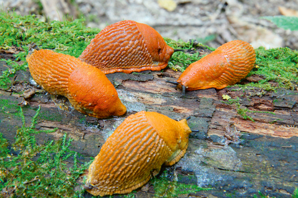 Spanische Wegschnecke