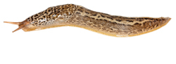 Tigerschnegel