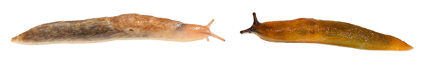 Genetzte Ackerschnecke (l.) und Braune Wegschnecke (r.)
