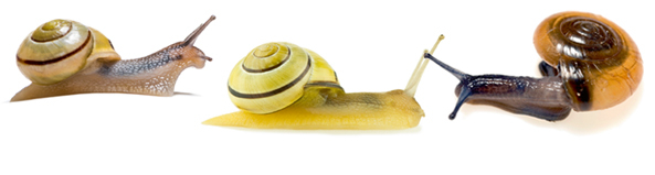 Gehäuseschnecken