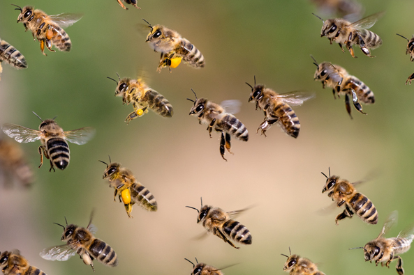 Bienen unter Hochspannung