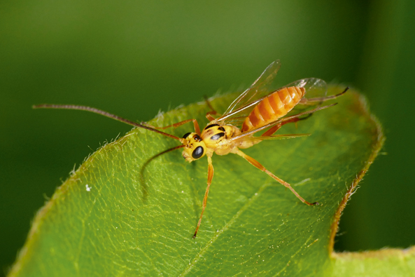 Campodorus paradiesensis
