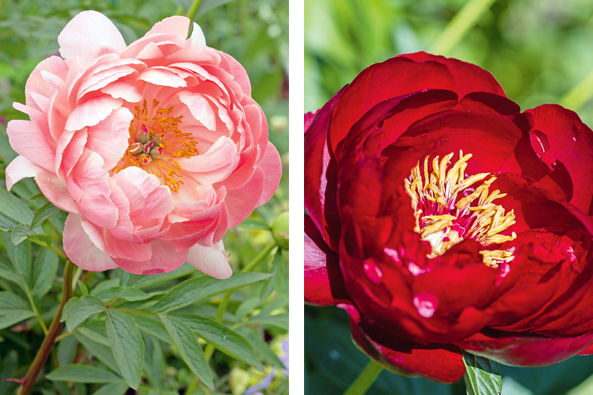 ‘Coral Charme’ und ‘Buckeye Belle’