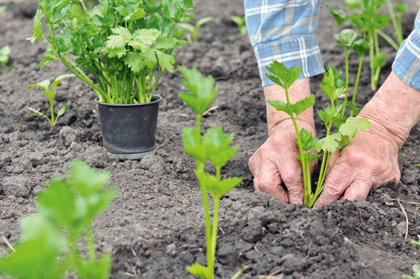 Gartenschatz: Sellerie