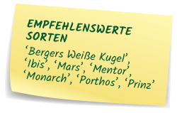 Empfehlenswerte Selleriesorten