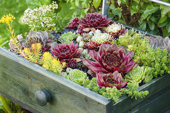 Hauswurz und Sedum
