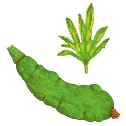 Zucchini-Gelbmosaik-Virus