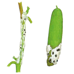 Sclerotinia-Fäule