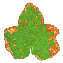 Ulocladium-Blattfleckenkrankheit
