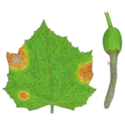 Grauschimmel