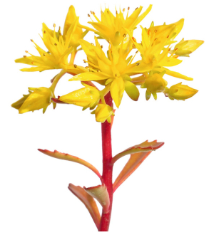 Fetthenne Blüte