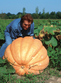 Kürbis ’Dills Atlantik Giant’