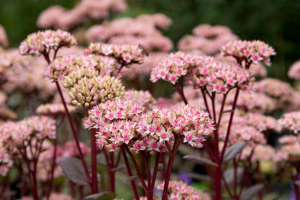 Fetthenne 'Matrona'