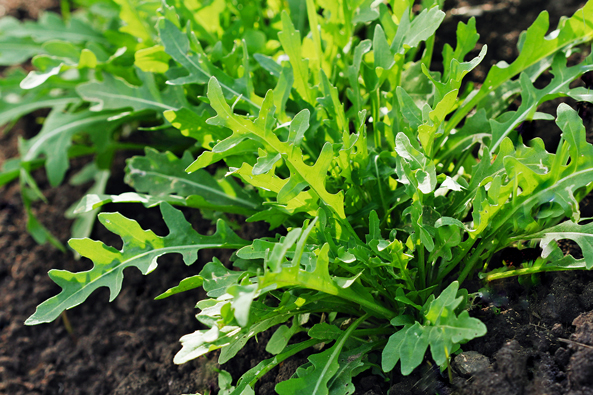 Gartenschatz Wilde Rauke