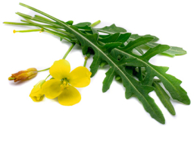 Wilde Rauke Blüte